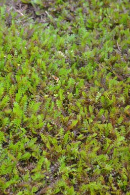 Leptinella squalida Krypkotula 5-10 i kruka P9 Leptinella squalida