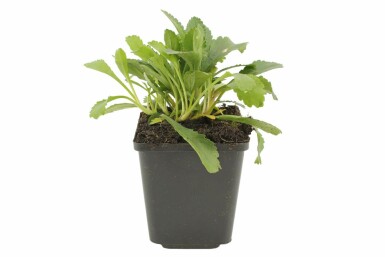 Leucanthemum maximum 'Alaska' Jätteprästkrage 5-10 i kruka P9 Leucanthemum maximum 'Alaska'