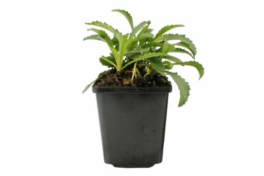 Leucanthemum × superbum 'Snow Lady' Jätteprästkrage 5-10 i kruka P9 Leucanthemum × superbum 'Snow Lady'