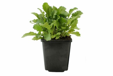 Leucanthemum vulgare 'Maikonigin' Prästkrage 5-10 i kruka P9 Leucanthemum vulgare 'Maikonigin'