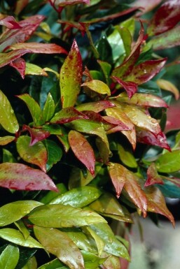 Leucothoe 'Zeblid' C10 30-40