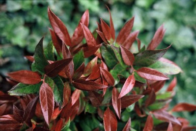 Leucothoe 'Zeblid' C12 40-60