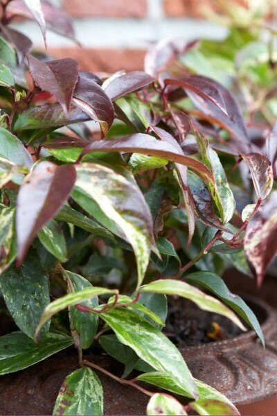 Leucothoe fontanesiana 'Rainbow' C10 40-60