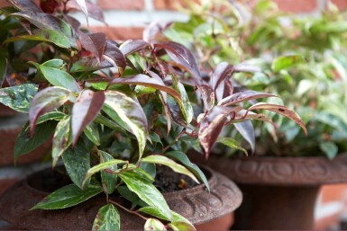 Leucothoe fontanesiana 'Rainbow' C10 40-60