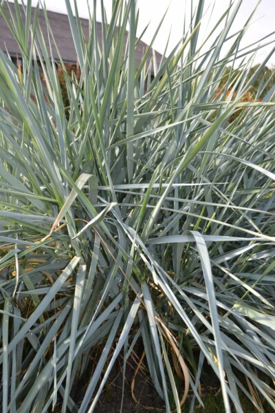 Leymus arenarius Rantavehnä 5-10 i kruka P9 Leymus arenarius