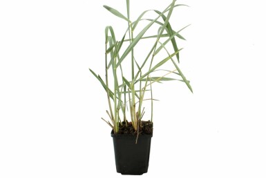 Leymus arenarius Rantavehnä 5-10 i kruka P9 Leymus arenarius