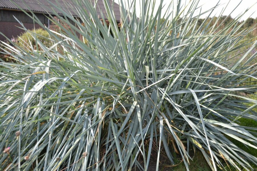 Leymus arenarius Rantavehnä 5-10 i kruka P9 Leymus arenarius