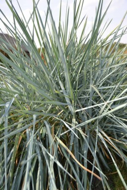 Leymus arenarius Rantavehnä 5-10 i kruka P9 Leymus arenarius
