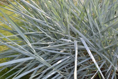 Leymus arenarius Rantavehnä 5-10 i kruka P9 Leymus arenarius