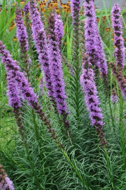 Liatris spicata 'Floristan Violet' Rosenstav 5-10 i kruka P9 Liatris spicata 'Floristan Violet'