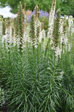 Liatris spicata 'Floristan Weiss' Rosenstav 5-10 i kruka P9 Liatris spicata 'Floristan Weiss'