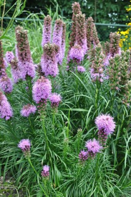 Liatris spicata 'Kobold' Rosenstav 5-10 i kruka P9 Liatris spicata 'Kobold'