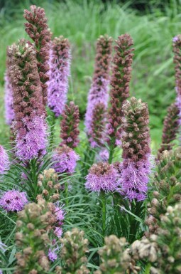 Liatris spicata 'Kobold' Rosenstav 5-10 i kruka P9 Liatris spicata 'Kobold'