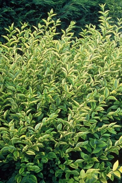 Ligustrum ovalifolium 'Aureum' C12 80-100