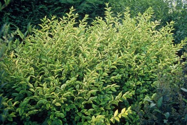 Ligustrum ovalifolium 'Aureum' C12 80-100