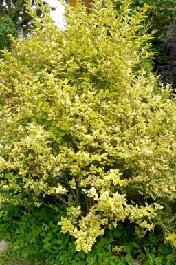 Ligustrum ovalifolium 'Aureum' C12 80-100