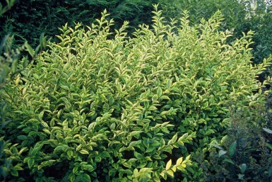 Ligustrum ovalifolium 'Aureum' Bredbladig liguster buske 30-40 i kruka C2