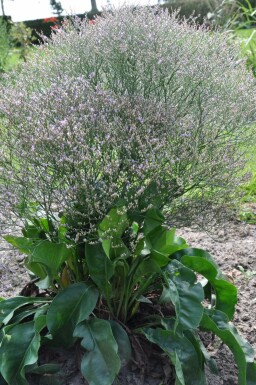 Limonium latifolium Rispar 5-10 i kruka P9 Limonium latifolium