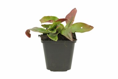 Limonium latifolium Rispar 5-10 i kruka P9 Limonium latifolium