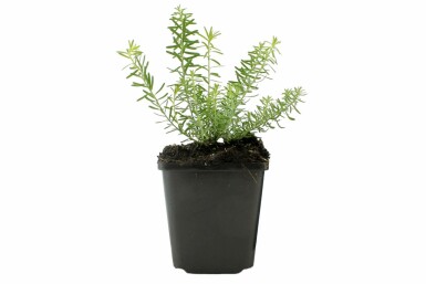 Linum perenne 'Album' Berglin 5-10 i kruka P9 Linum perenne 'Album'