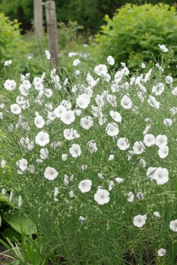 Linum perenne 'Diamant' Berglin 5-10 i kruka P9 Linum perenne 'Diamant'