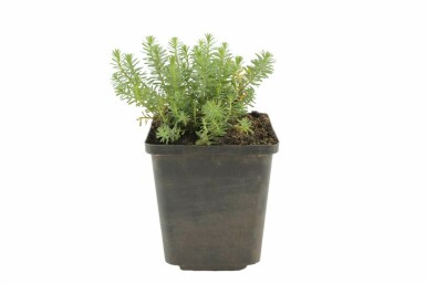 Linum perenne 'Saphir' Berglin 5-10 i kruka P9 Linum perenne 'Saphir'