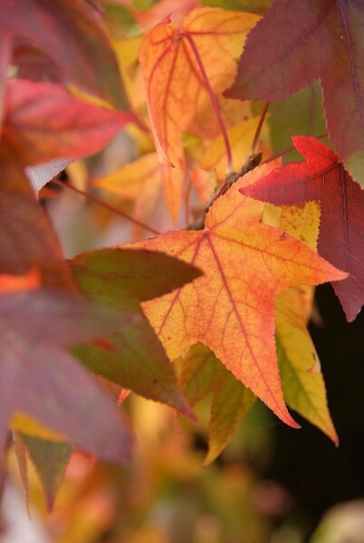 Liquidambar styraciflua 'Worplesdon' C12 125-150