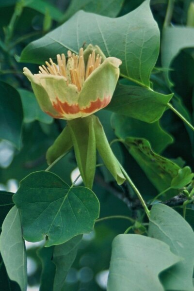 Liriodendron tulipifera C12 100-125