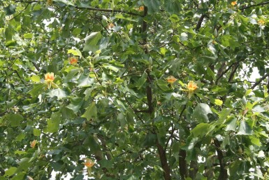 Liriodendron tulipifera C12 100-125