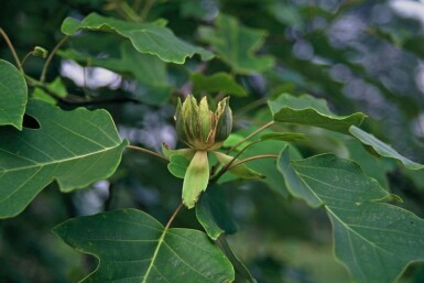 Liriodendron tulipifera C5 30-40