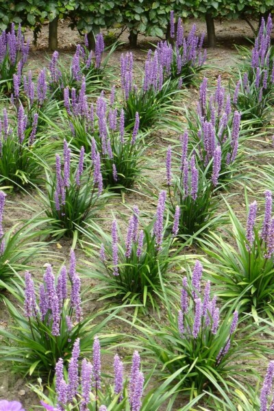 Liriope muscari 'Moneymaker' Mörk druvlilja 5-10 i kruka P9 Liriope muscari 'Moneymaker'