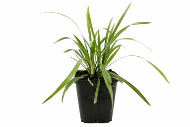Liriope muscari 'Moneymaker' Mörk druvlilja 5-10 i kruka P9 Liriope muscari 'Moneymaker'