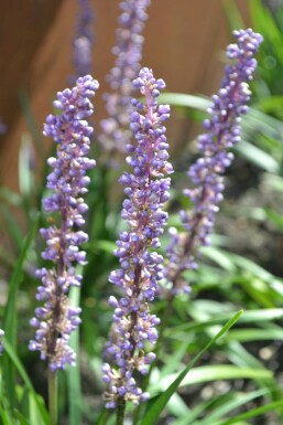 Liriope muscari 'Moneymaker' Mörk druvlilja 5-10 i kruka P9 Liriope muscari 'Moneymaker'
