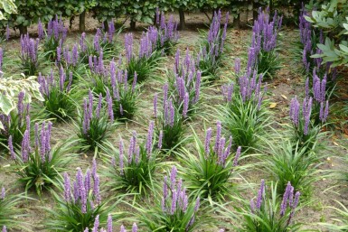 Liriope muscari 'Moneymaker' Mörk druvlilja 5-10 i kruka P9 Liriope muscari 'Moneymaker'