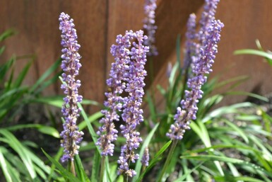 Liriope muscari 'Moneymaker' Mörk druvlilja 5-10 i kruka P9 Liriope muscari 'Moneymaker'