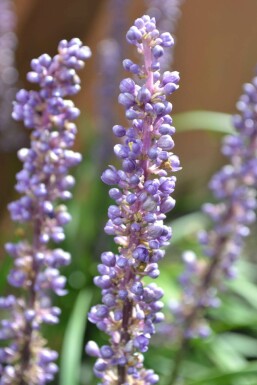 Liriope muscari 'Moneymaker' Mörk druvlilja 5-10 i kruka P9 Liriope muscari 'Moneymaker'