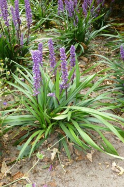 Liriope muscari 'Moneymaker' Mörk druvlilja 5-10 i kruka P9 Liriope muscari 'Moneymaker'