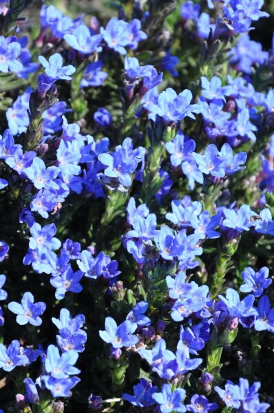 Lithodora diffusa 'Heavenly Blue' Bergstenfrö 5-10 i kruka P9 Lithodora diffusa 'Heavenly Blue'