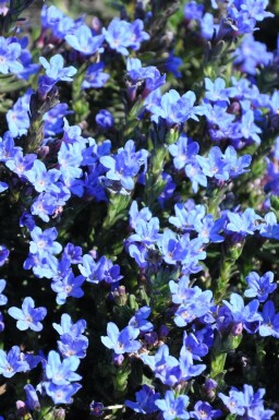 Lithodora diffusa 'Heavenly Blue' Bergstenfrö 5-10 i kruka P9 Lithodora diffusa 'Heavenly Blue'