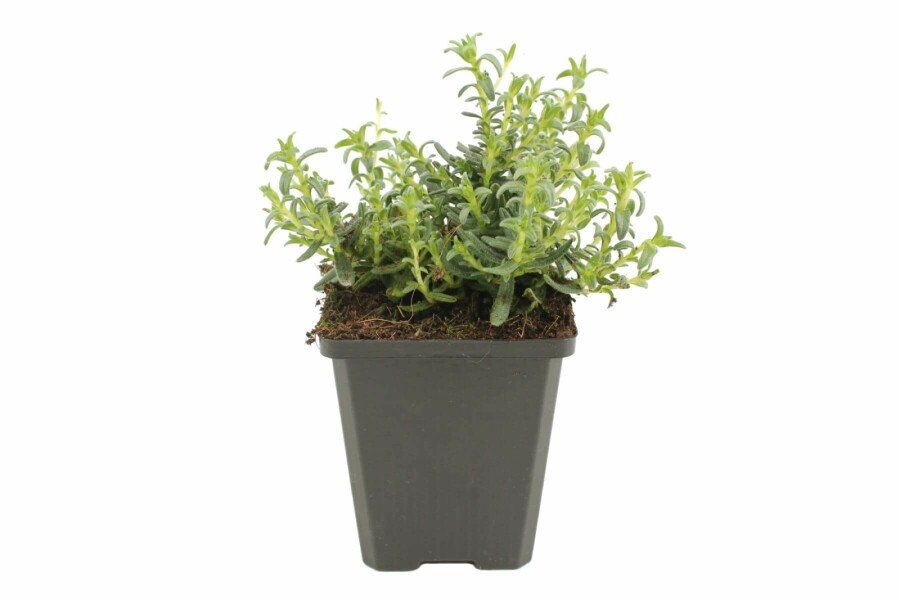 Lithodora diffusa 'Heavenly Blue' Bergstenfrö 5-10 i kruka P9 Lithodora diffusa 'Heavenly Blue'