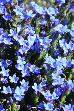 Lithodora diffusa 'Heavenly Blue' Bergstenfrö 5-10 i kruka P9 Lithodora diffusa 'Heavenly Blue'