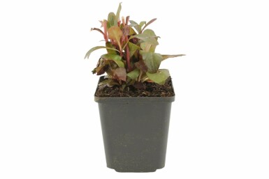 Lobelia fulgens 'Queen Victoria' Kardinallobelia 5-10 i kruka P9 Lobelia fulgens 'Queen Victoria'