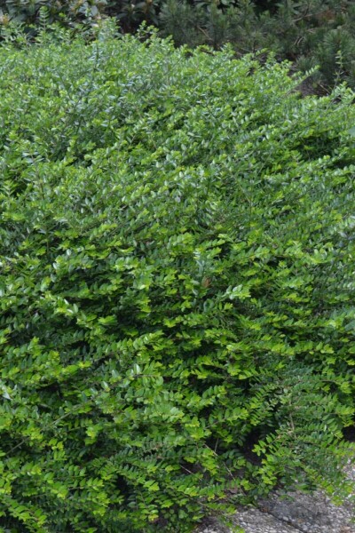 Lonicera nitida 'Maigrün' P9 5-10