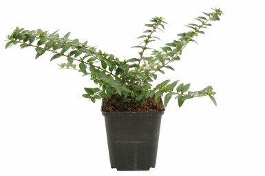 Lonicera nitida 'Maigrün' P9 5-10