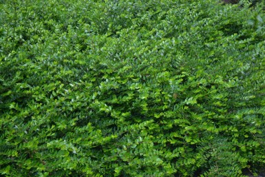 Lonicera nitida 'Maigrün' P9 5-10