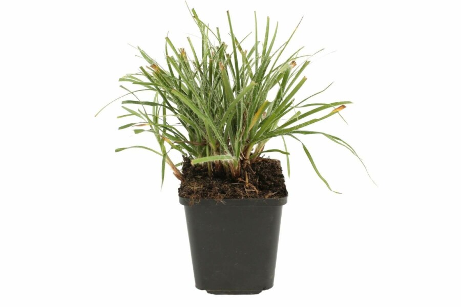 Luzula nivea Silverfryle 5-10 i kruka P9 Luzula nivea