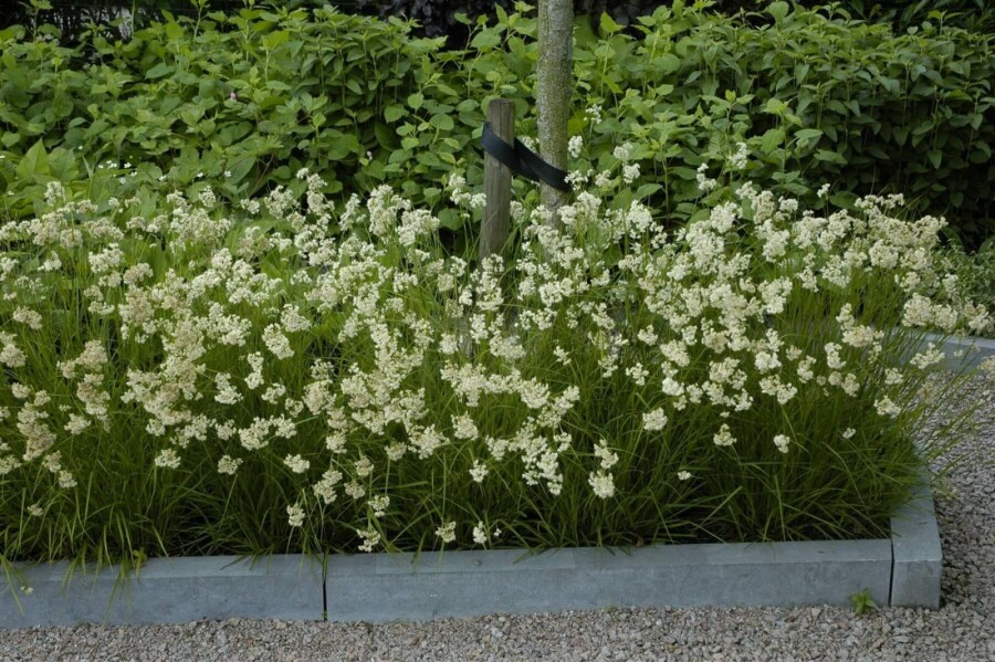 Luzula nivea Silverfryle 5-10 i kruka P9 Luzula nivea