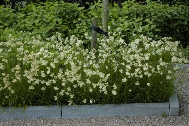 Luzula nivea Silverfryle 5-10 i kruka P9 Luzula nivea