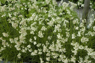 Luzula nivea Silverfryle 5-10 i kruka P9 Luzula nivea