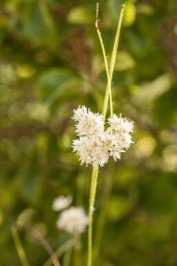 Luzula nivea Silverfryle 5-10 i kruka P9 Luzula nivea